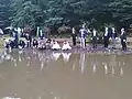 亀の放流