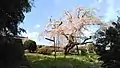 枝垂桜