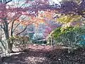 紅葉時期