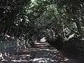 参道の樹叢（県指定天然記念物）