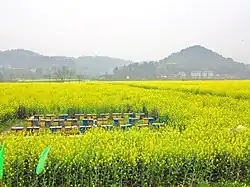 崇龕鎮の菜の花畑
