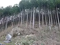 智頭の林業