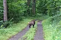 野俣沢林道のニホンカモシカ