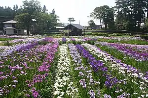 長井市あやめ公園（2012年7月）