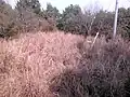 長島城の本丸