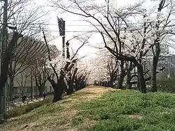市役所側の桜並木