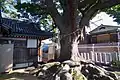 大くすの木