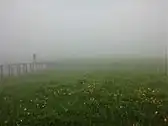 雄国沼のニッコウキスゲ