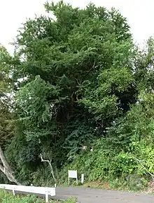 雨乞のイチョウ