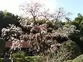 雪村桜