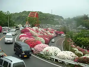 音戸の瀬戸公園のツツジ。