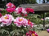 須賀川の牡丹園
