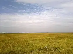 頓家牧場付近の草原