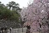 小諸城趾懐古園(長野県小諸市)