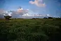 春の夕暮れ、馬毛島に広がる草原(2000年4月)