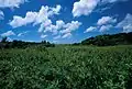 馬毛島の草原と花々(2000年4月)