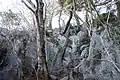 横倉宮裏の馬鹿試し