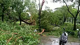 高雄市内の公園における倒木