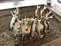 鮎の塩焼き