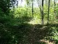 青野道