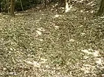 百枚平