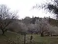 伊予ヶ岳麓の梅林
