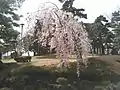 公園内の桜