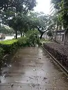 台風による倒木(福州市)