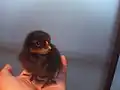 品種によっては黒いひよこも存在する。卵歯がまだ残っている（着色されたカラーひよこではない）。