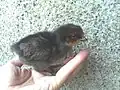 首の部分に茶色いラインの出るゴールデンネック種のひよこ。