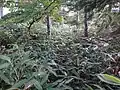 黒姫乗越から山頂まで笹薮を漕ぐ