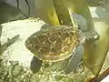 生物飼育室タイマイの子ガメ
