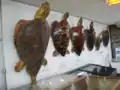 資料展示室ウミガメの標本