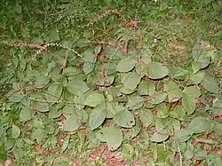 Persicaria filiformis