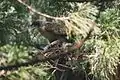 クマタカ幼鳥（撮影地：秋田県仁別）