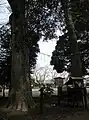 2代目御神木