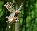 獲物を捕らえて飛ぶ成鳥