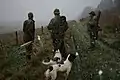 猟犬のカップル。猟犬を2匹一対で使う方法。
