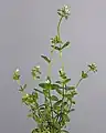 植物の習慣
