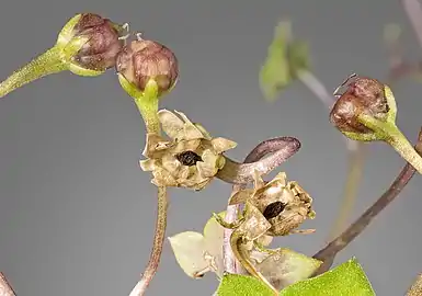 果物