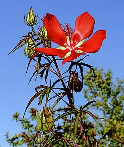 Hibiscus coccineusモミジアオイ