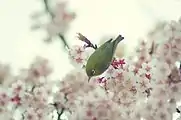 北の丸公園の梅の花