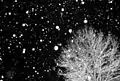 スニーフ(Сніг, 雪)