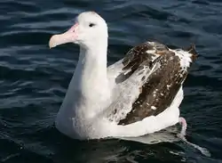 ワタリアホウドリ