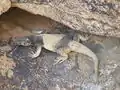 キタチャクワラ (Sauromalus ater)