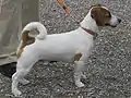 断尾していない個体