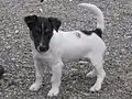 トライカラー