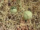 カラタチウリAcanthosicyos horridusナミブ砂漠産。