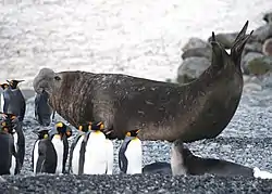 ミナミゾウアザラシ