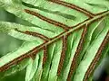 同・B. brasiliense主軸にまで流れている例